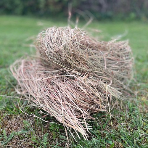 Hedgehog nesting straw - nesting,