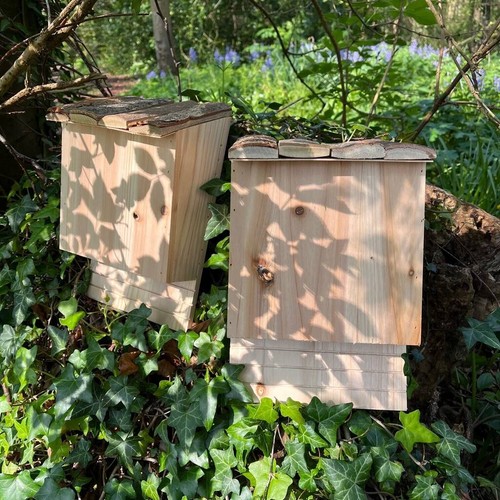 Large wooden bat nesting - bat,
